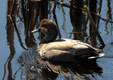 Drake Gadwall, Parker River NWR.