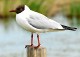 Black-headed Gull, Orebro, Sweden, June 28, 2010.