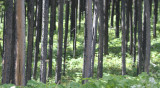 trees.jpg