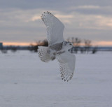 snowy