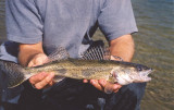 sauger North Saskatchewan River