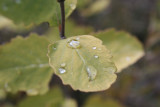 wq1103.JPG