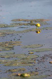 wq1080.JPG
