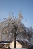 Willow oak damage