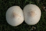 Isnt this the breast photo of shrooms youve ever seen?!
