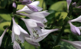 Hosta bloom