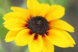 Rudbeckia