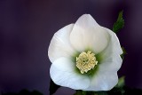 Helleborus White Lady (not shy at all!)
