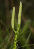 Lycopodium clavatum. Spore cones without stalk.