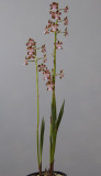Cyrtopodium pallidum.