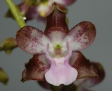 Cyrtopodium pallidum. Flower close-up.
