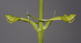 Habenaria lucida.