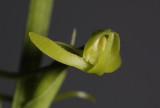 Habenaria lucida Close-up.