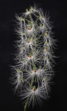 Habenaria medusa.