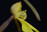 Habenaria rhodocheila Yellow. (Habenaria xantocheila). Side close-up.