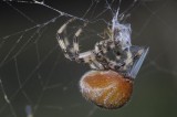 Araneus quadratus With prey.