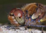 Sympetrum striolatum. Close-up.