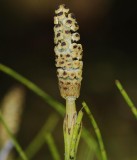 Equisetum palustre. Spore cone.