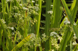 Berula erecta. Flowers.