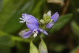 Polygala vulgaris. Close-up of that plant