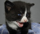 Maens mighty roar.