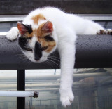 Bontje the wilthered cat. (Poeskes aunt).
