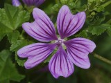 Malva sylvestris. Close-up.