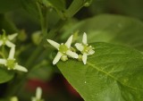 Euonymus europaeus.