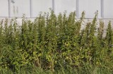 Urtica dioica.