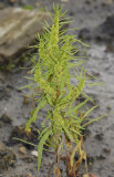 Rumex maritimus.