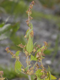 Atriplex prostrata. Fruits.