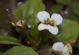 Rorippa officinale. Flower close-up.