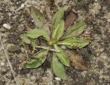 Plantago major subsp. major. Dwarfed plant from poor soil