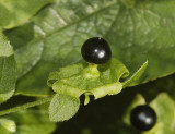 Silene baccifera. Fruit.