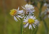 Aster tripolium. Flowers.