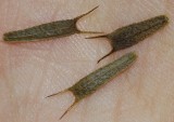 Bidens tripartita. Seeds.