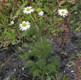 Tripleurospermum maritimum.