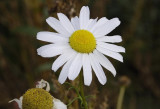 Tripleurospermum maritimum. Close-up