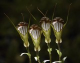 Pterostylis truncata. 4 flowers backlight.
