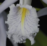 Cattleya maxima coerulea Hektor. Lip close-up.