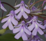 Cynorkis calanthoides Rose of madagascar.