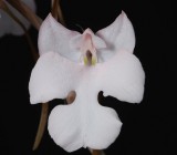 Habenaria carnea. Close-up.