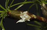 Pityphyllum amesianum. Flower close-up.