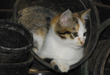 Hannah in the flowerpot.