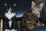 Maen en Gioia on the Chair 1