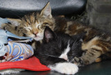 Catnap 1