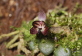 Anathallis nanifolia. Close-up.