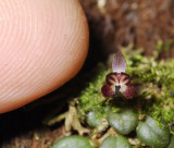 Anathallis nanifolia. With fingertip.