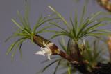 Pityphyllum amesianum