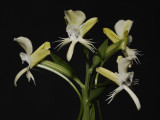 Pecteilis susannae.
